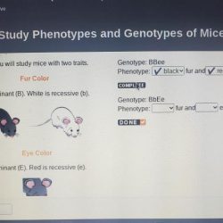 Genotype bbee phenotype fur and eyes