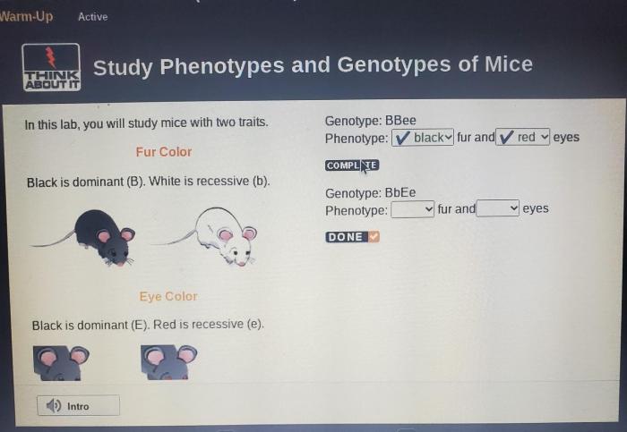 Genotype bbee phenotype fur and eyes