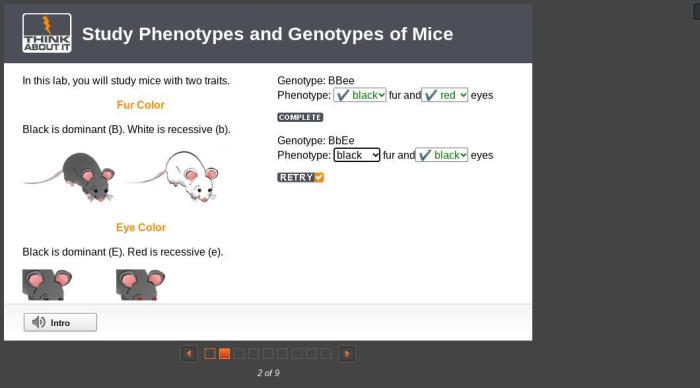 Punnett quadrato genotype genetics alleles them zygosity