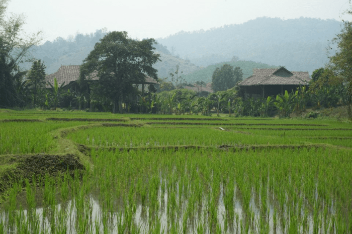 Rice paddies and math tests