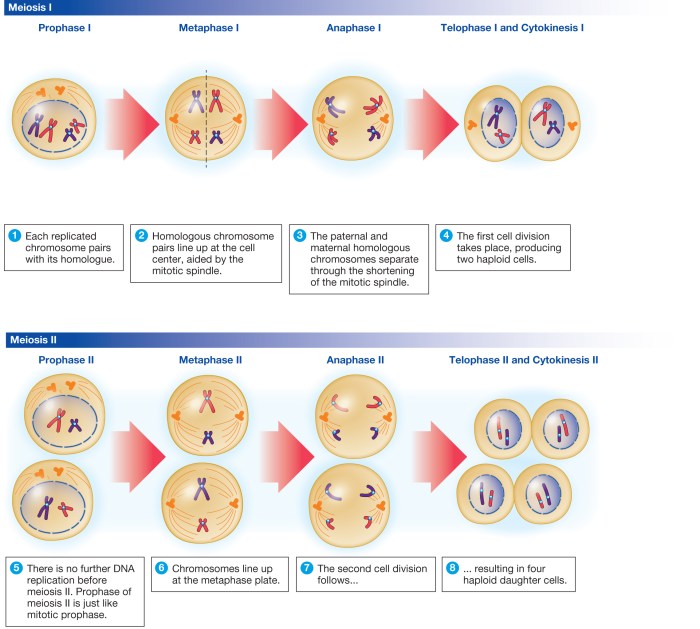 Meiosis stages mitosis significance phases histo meiotic chromosomes southeast biology embriologia