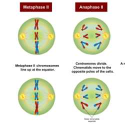 All but one statement describes an advantage of meiosis.