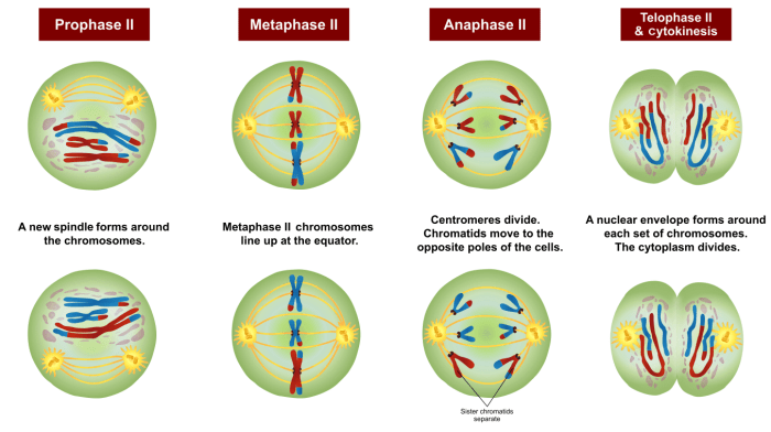 All but one statement describes an advantage of meiosis.