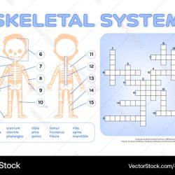 Skeletal system diagram crossword answer key