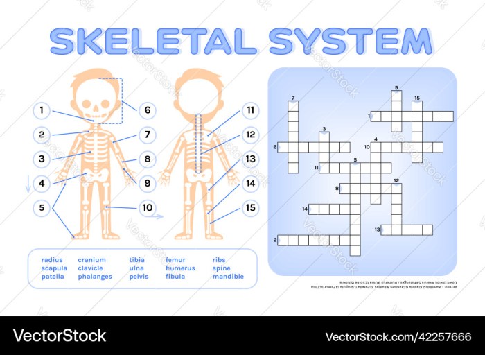 Skeletal system diagram crossword answer key