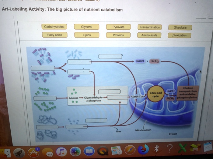 Metabolism cellular regulation endocrine