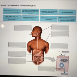 Art-labeling activity the catabolism of complex carbohydrates