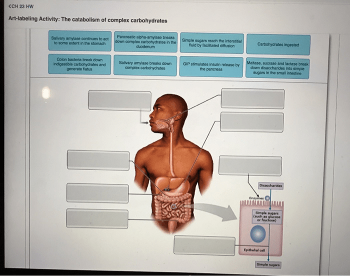 Art-labeling activity the catabolism of complex carbohydrates