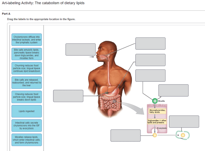 Protein metabolism