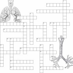 Reproductive system crossword puzzle answer key