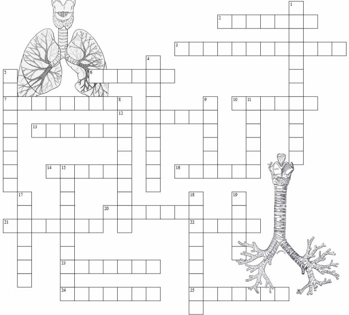 Reproductive system crossword puzzle answer key